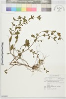 藏品(克非亞草)的圖片