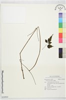 藏品(串鼻龍)的圖片