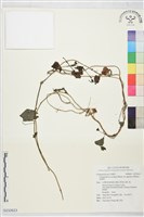 藏品(金錢豹)的圖片