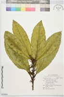 藏品(小西氏灰木)的圖片