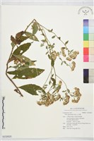 藏品(山白蘭)的圖片