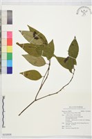 藏品(風藤)的圖片