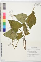 藏品(山苦藚、假福王草)的圖片