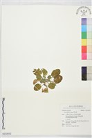 藏品(茶匙黃)的圖片