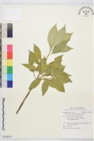 藏品(四川灰木)的圖片