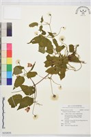 藏品(小木通)的圖片