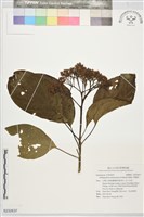 藏品(青脆枝)的圖片