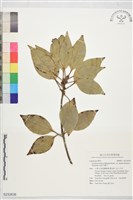 藏品(金新木薑子)的圖片