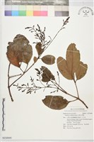 藏品(羽葉山香圓)的圖片