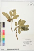 藏品(蘭嶼馬蹄花)的圖片