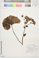 藏品(山菊)的圖片