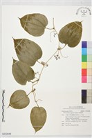 藏品(平柄菝契)的圖片