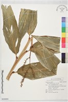 藏品(呂宋月桃)的圖片