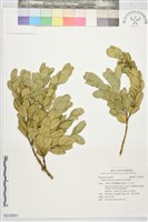 藏品(琉球黃楊)的圖片