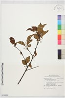 藏品(草野氏冬青)的圖片