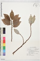 藏品(四脈麻)的圖片