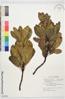 藏品(蘭嶼虎皮楠)的圖片