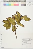 藏品(蘭嶼銹葉灰木)的圖片