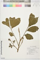 藏品(蘭嶼樹蘭)的圖片