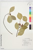 藏品(日本賽衛矛、日本假衛矛)的圖片