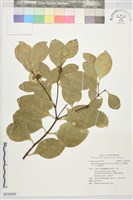 藏品(日本賽衛矛、日本假衛矛)的圖片