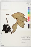 藏品(琉球暗羅)的圖片