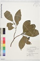 藏品(錫蘭玉心花)的圖片