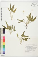 藏品(箭葉堇菜)的圖片