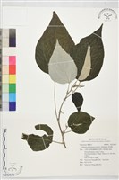 藏品(落尾麻)的圖片