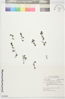 藏品(小葉冷水麻)的圖片