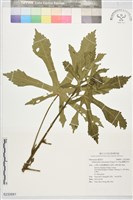 藏品(蘭嶼秋葵)的圖片