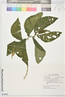 藏品(食用樓梯草)的圖片