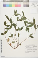 藏品(糯米團)的圖片