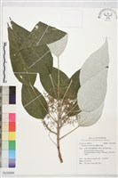 藏品(蘭嶼水絲麻)的圖片