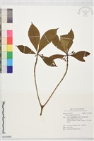 藏品(貝木)的圖片