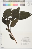 藏品(三脈紫麻)的圖片