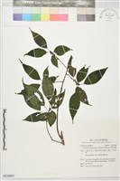 藏品(長梗紫麻)的圖片