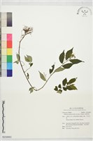 藏品(赤車使者)的圖片