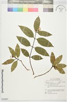 藏品(長筒莢迷)的圖片