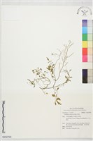 藏品(焊菜)的圖片