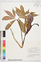 藏品(宜蘭天南星)的圖片