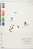 藏品(刻葉紫堇)的圖片