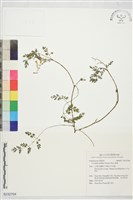 藏品(黃菫)的圖片