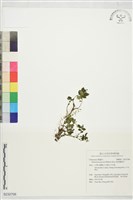 藏品(絨莖樓梯草)的圖片