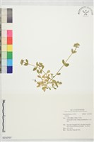 藏品()的圖片