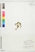 藏品(日本貓兒眼睛草)的圖片