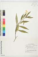 藏品(華八仙)的圖片
