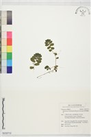 藏品(裂葉樓梯草)的圖片