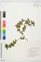 藏品(伏牛花)的圖片