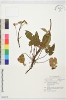 藏品(毛敗醬)的圖片